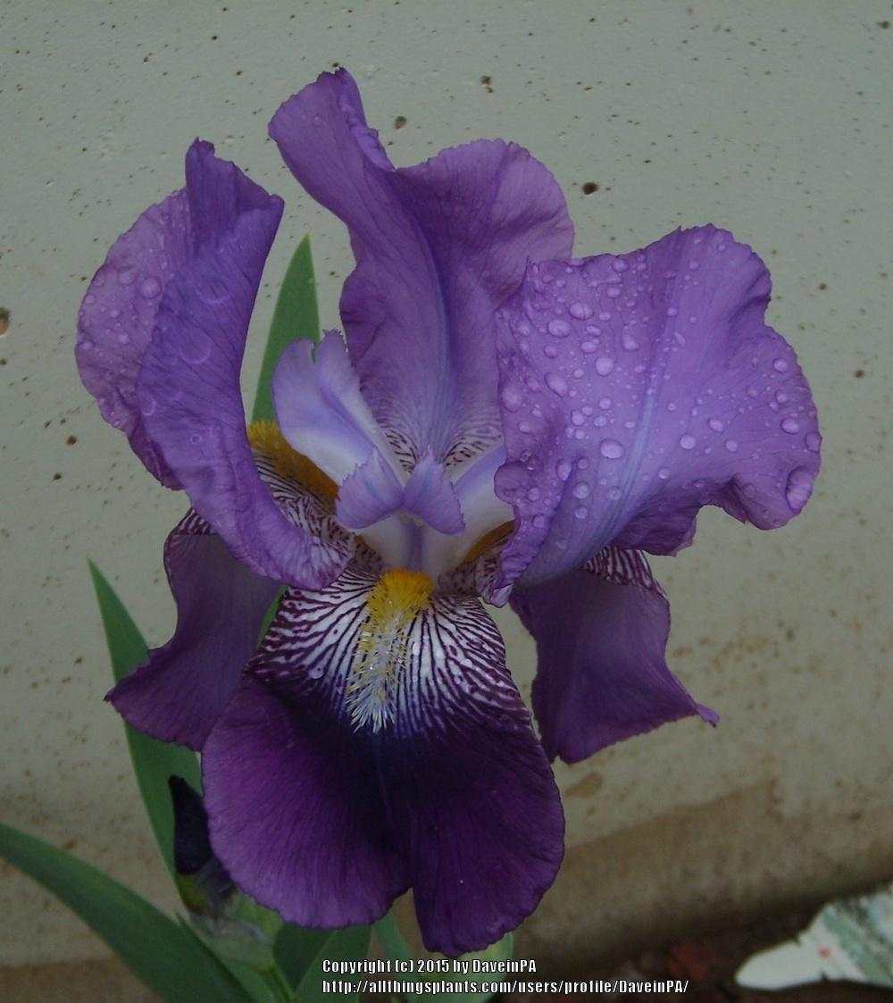 Photo of Arilbred Iris (Iris 'Zebulon') uploaded by DaveinPA