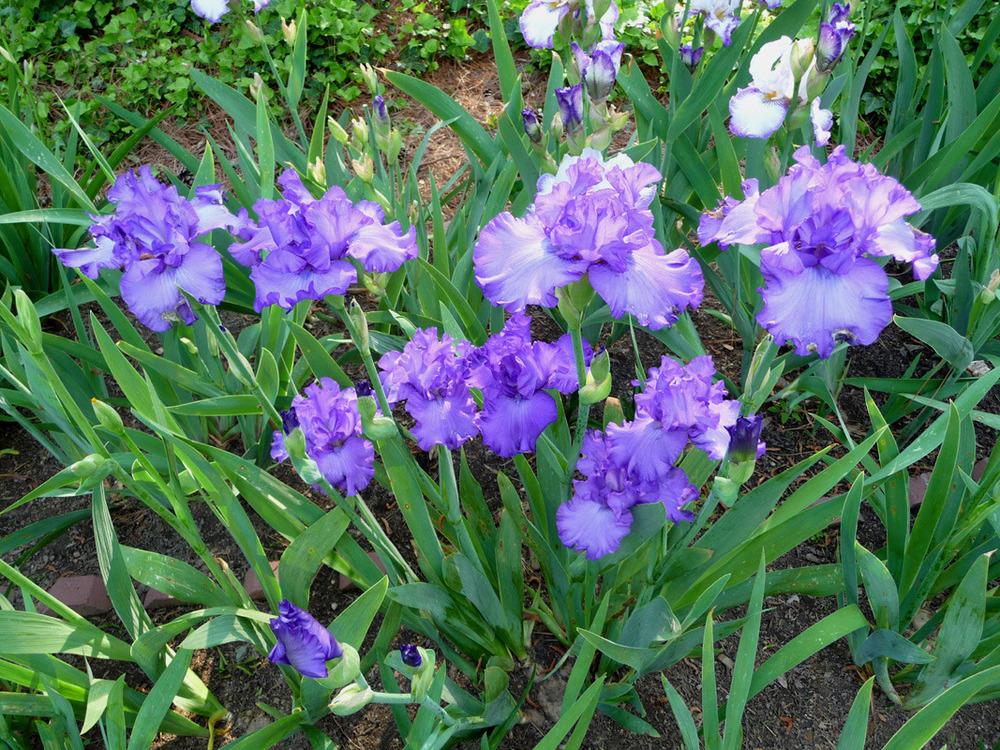 Photo of Tall Bearded Iris (Iris 'Change in the Weather') uploaded by Lestv