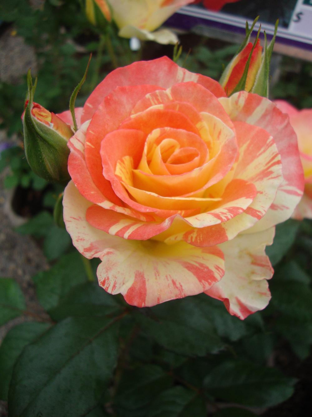Photo of Rose (Rosa 'Chihuly') uploaded by Paul2032