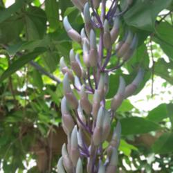 Location: Marie Selby Botanical Gardens
Date: 2015-04-25
A Jade Vine's buds about to open :)