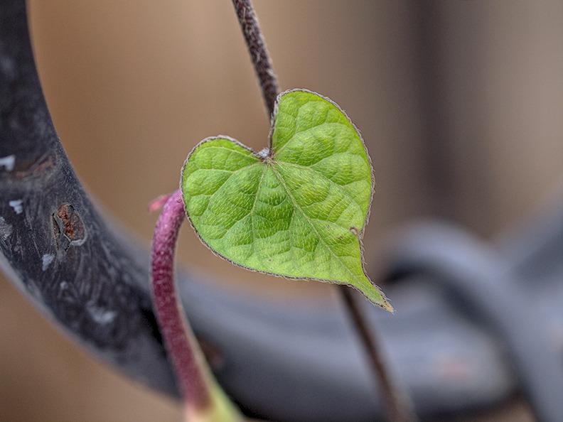 Photo of Hyacinth Bean (Lablab purpureus 'Ruby Moon') uploaded by bennysplace