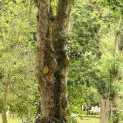 Location: Botanical Garden, Rio de Janeiro, Brazil
Date: 2015-02-07
A very old tree!