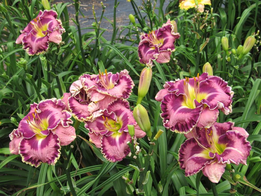 Photo of Daylily (Hemerocallis 'Picasso's Intrigue') uploaded by gardenglory
