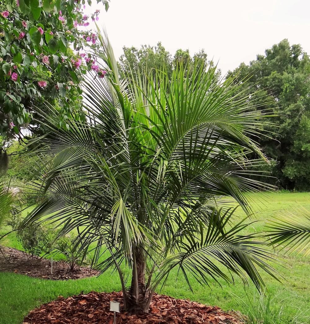 Photo of High Plateau Coconut Palm (Beccariophoenix alfredii) uploaded by hawkarica