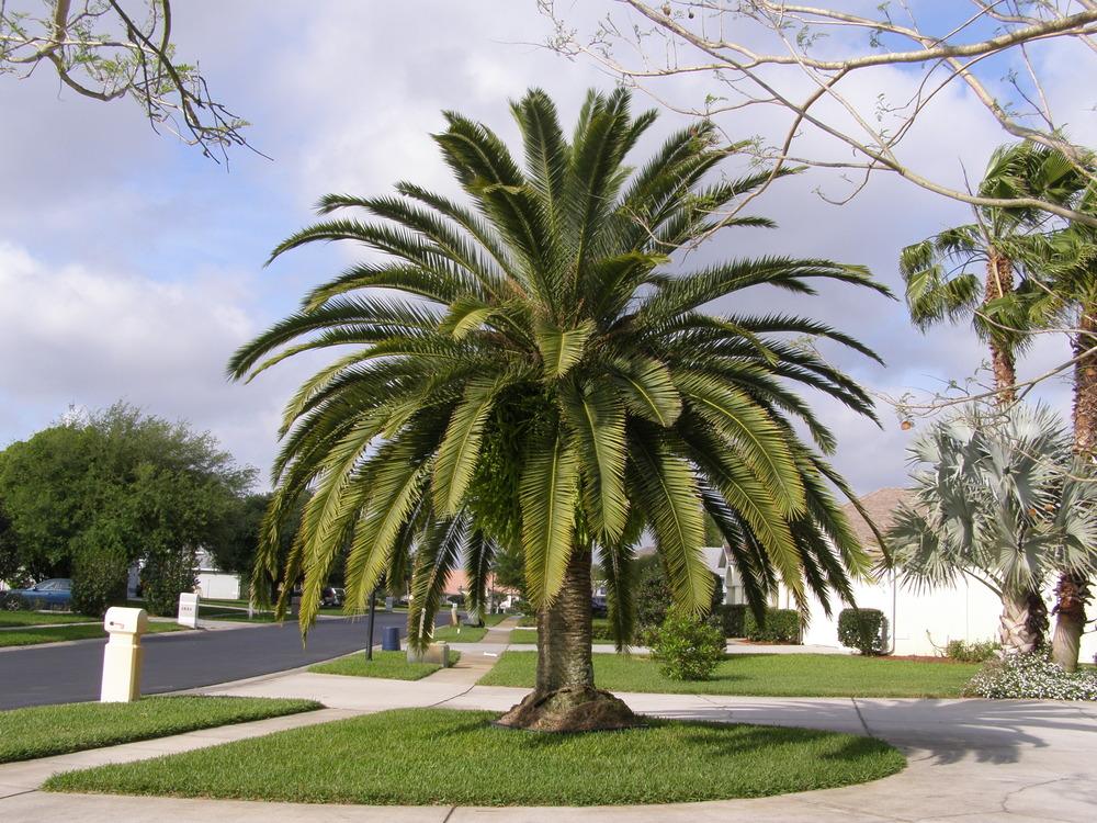 Photo of Canary Date Palm (Phoenix canariensis) uploaded by hawkarica