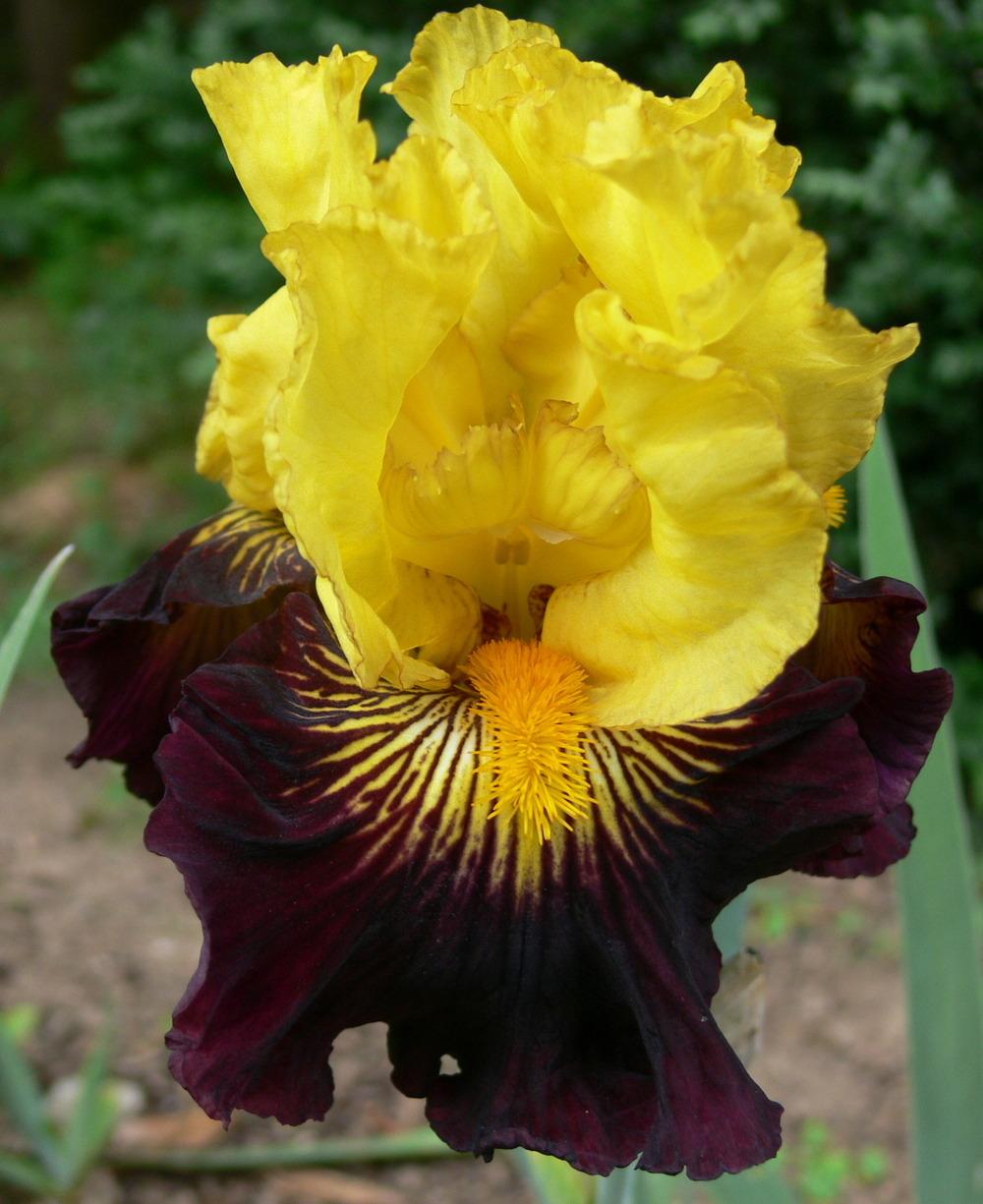 Photo of Tall Bearded Iris (Iris 'Pirate Ahoy') uploaded by janwax