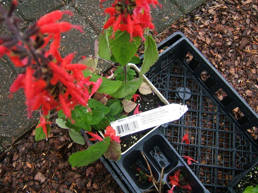 Photo of Scarlet Sage (Salvia coccinea 'Lady in Red') uploaded by pirl