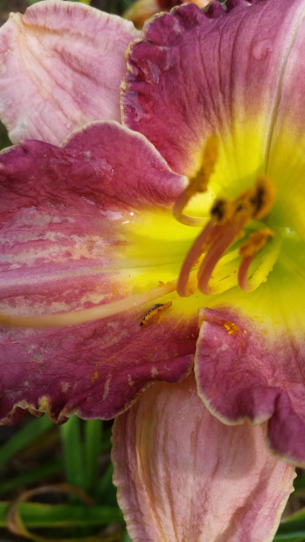 Photo of Daylily (Hemerocallis 'Violet Vision') uploaded by value4dollars