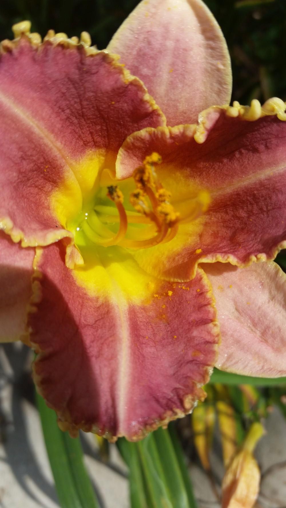 Photo of Daylily (Hemerocallis 'Charmed Existence') uploaded by value4dollars