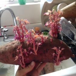 Location: Mentone ca
Date: May
One of Last years sweet potatoes. Time to root the slips.