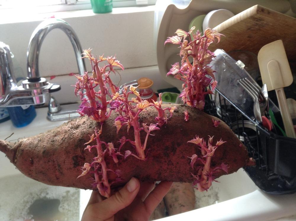 Photo of Sweet Potatoes (Ipomoea batatas) uploaded by Heidlberg