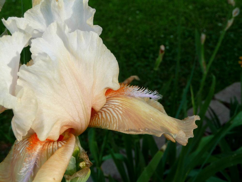 Photo of Tall Bearded Iris (Iris 'Pucker Power') uploaded by Lestv