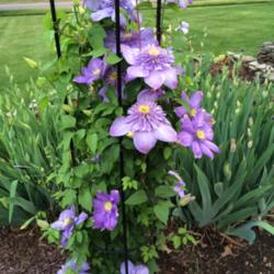 Location: My garden, central NJ, Zone 7A
Date: 5/19/15
Clematis Blue Light - Impressive 1st Spring