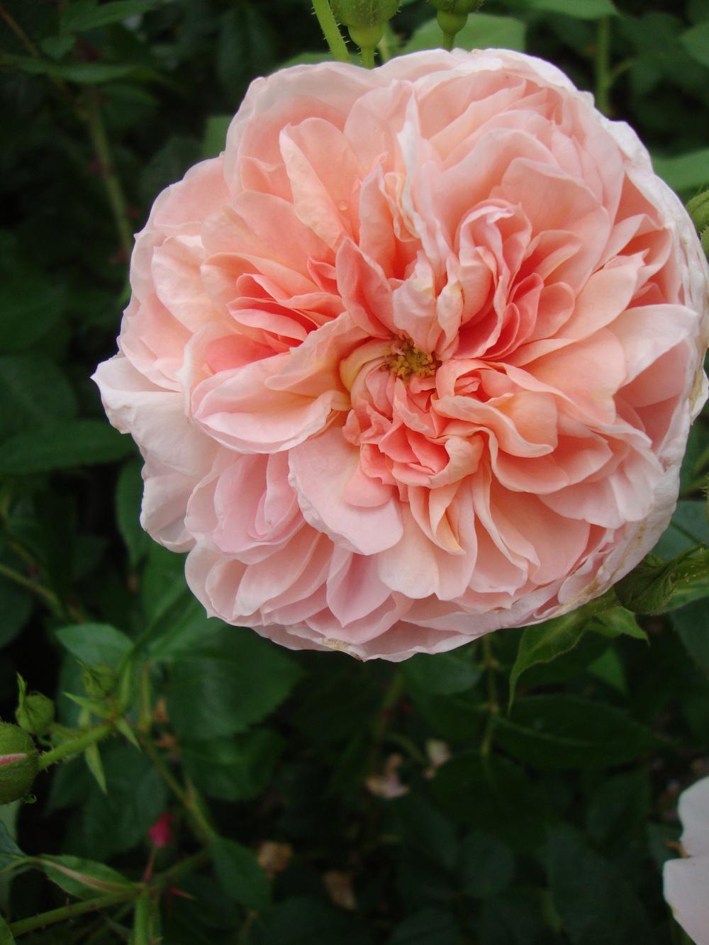 Photo of Rose (Rosa 'Colette') uploaded by Paul2032