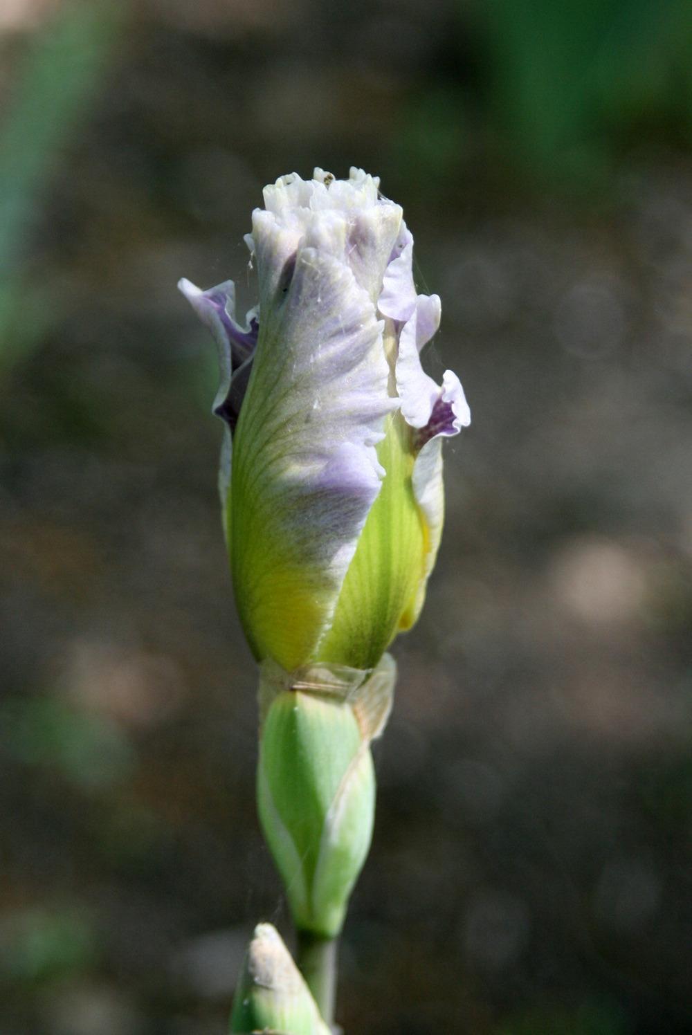 Photo of Tall Bearded Iris (Iris 'Invitation Only') uploaded by Snork