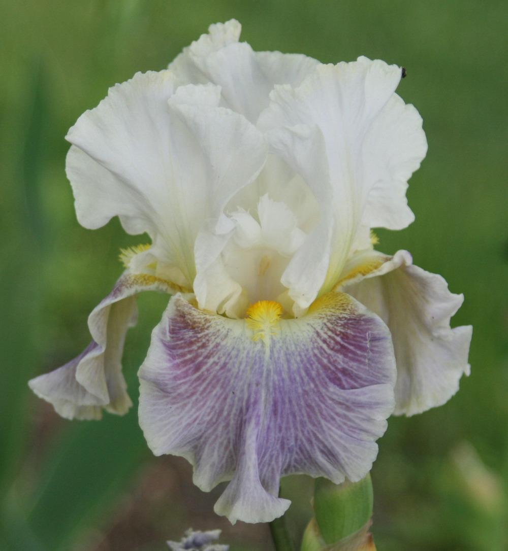 Photo of Tall Bearded Iris (Iris 'Invitation Only') uploaded by Snork