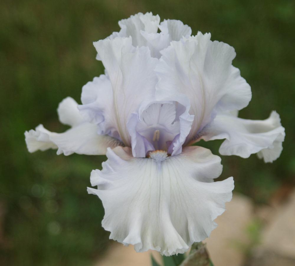 Photo of Tall Bearded Iris (Iris 'In the Mix') uploaded by Snork