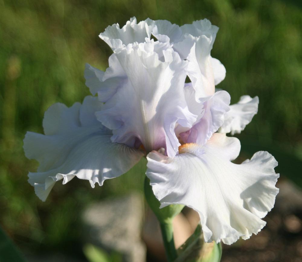 Photo of Tall Bearded Iris (Iris 'In the Mix') uploaded by Snork