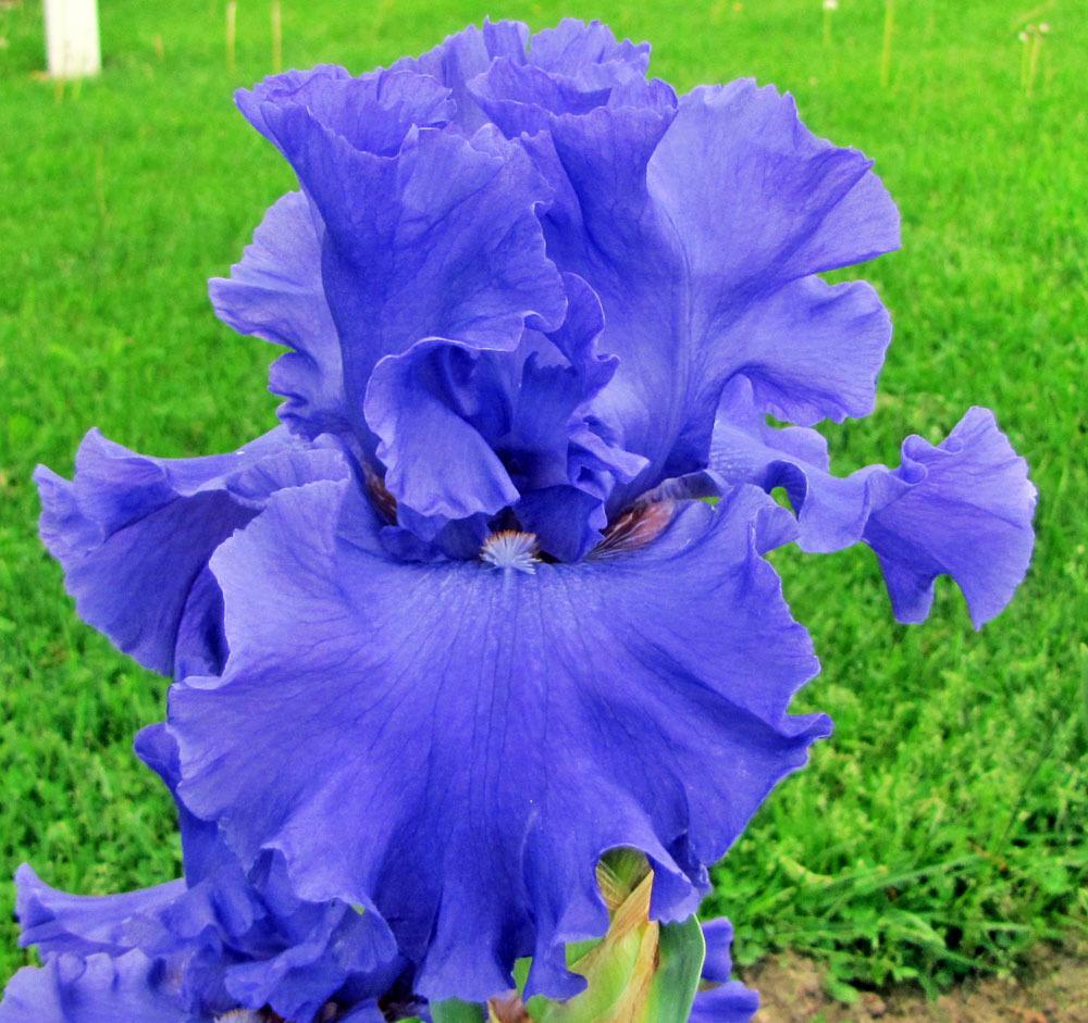 Photo of Tall Bearded Iris (Iris 'Yaquina Blue') uploaded by TBGDN