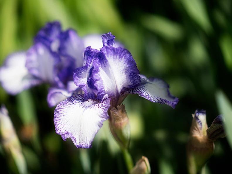 Photo of Intermediate Bearded Iris (Iris 'Bold Print') uploaded by bennysplace