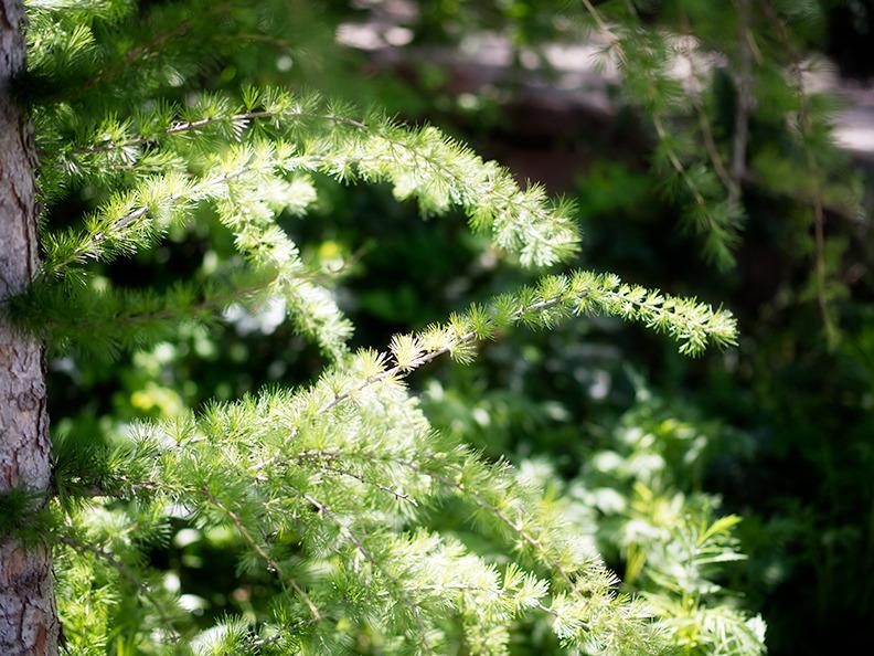 Photo of Larix sibirica 'Conica' uploaded by bennysplace