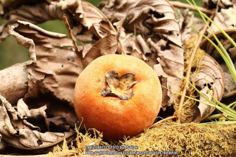 Photo of Velvet Apple (Diospyros blancoi) uploaded by bonitin