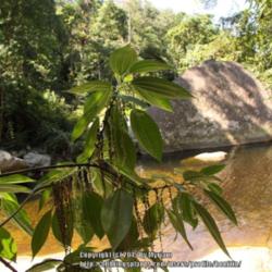 Location: Atlantic Rainforest, Paraty, Brazil
Date: 2015-01-17