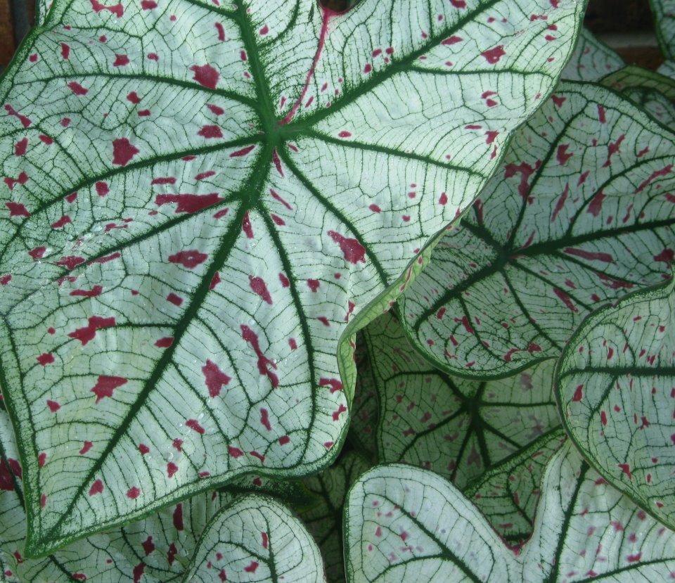 Photo of Fancy-leaf Caladium (Caladium 'Cranberry Star') uploaded by donp