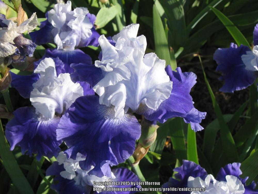 Photo of Tall Bearded Iris (Iris 'Proud Tradition') uploaded by enidcandles