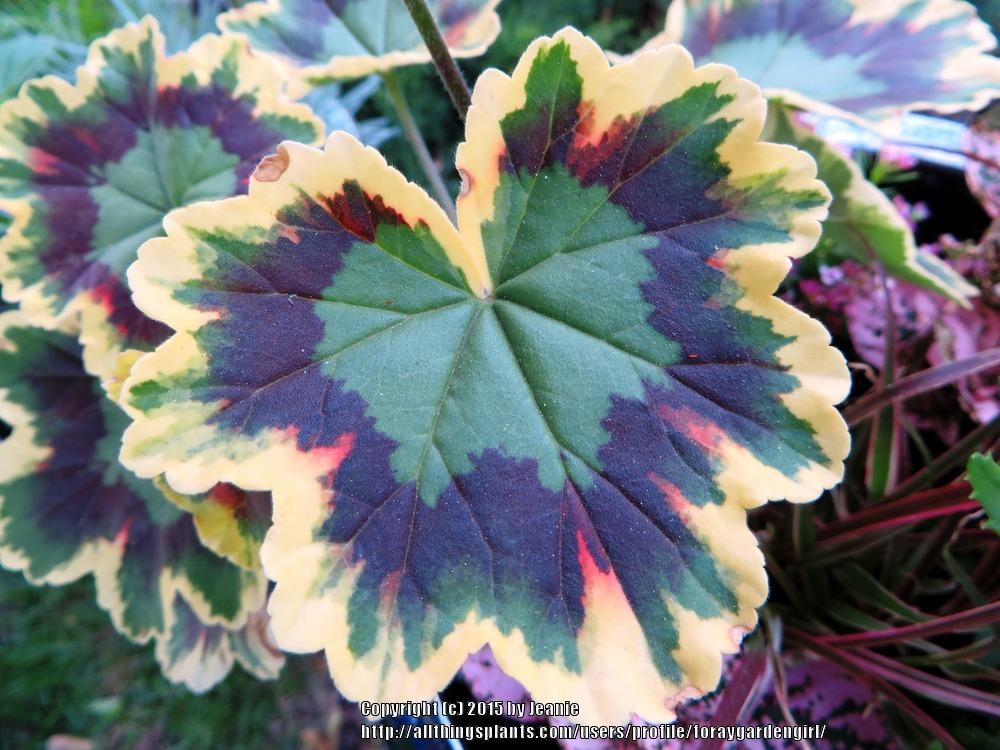 Photo of Storksbill (Pelargonium 'Tricolor') uploaded by foraygardengirl