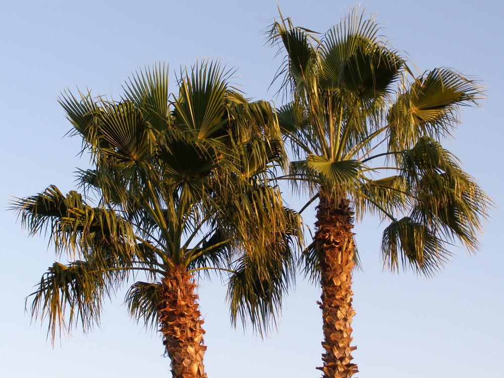 Photo of Mexican Fan Palm (Washingtonia robusta) uploaded by hawkarica