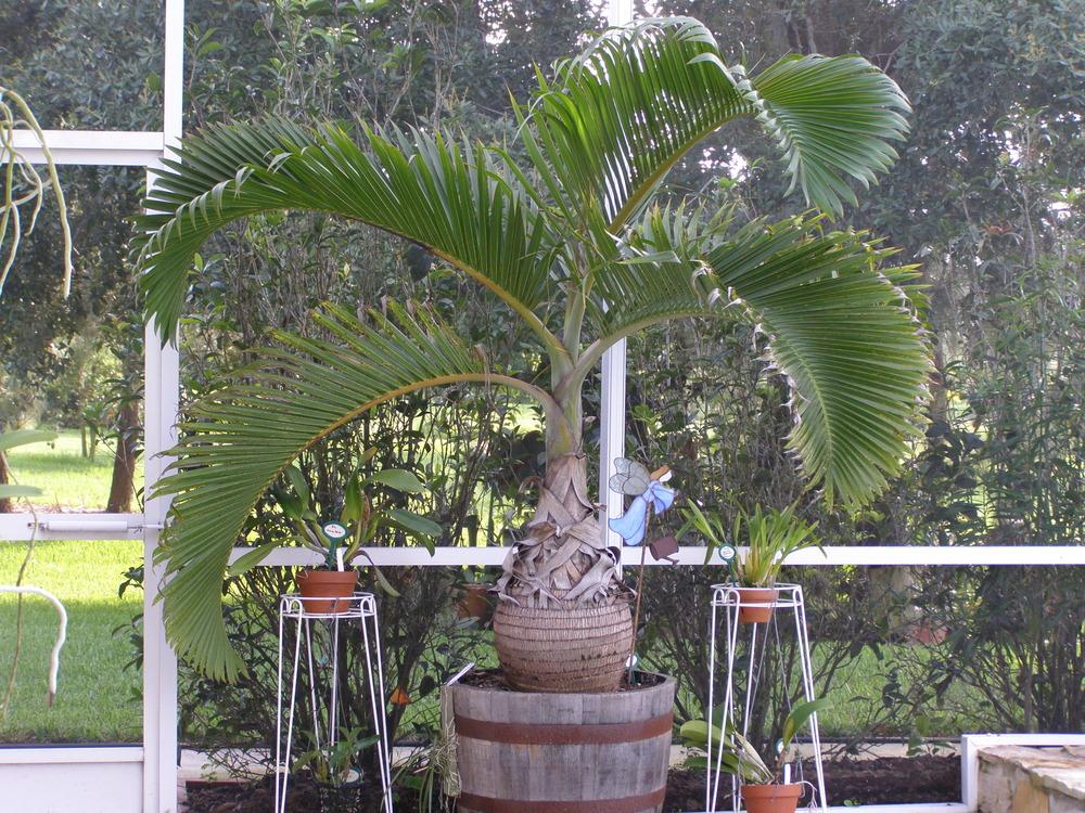 Photo of Bottle Palm (Hyophorbe lagenicaulis) uploaded by hawkarica