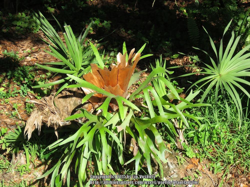 Photo of Common Staghorn Fern (Platycerium bifurcatum) uploaded by plantladylin