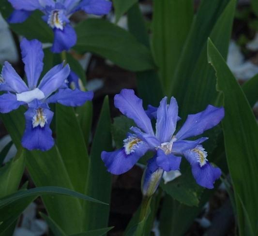 Photo of Species Iris (Iris cristata) uploaded by plantrob