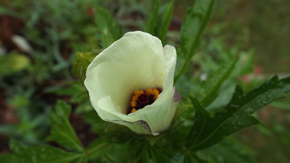 Photo of Hibiscus (Hibiscus cannabinus 'Amethyst') uploaded by poisondartfrog
