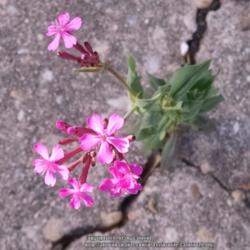 Location: Maryland
Date: 2015-05-20
Delighted to find this growing in a crack in the pavement on my p