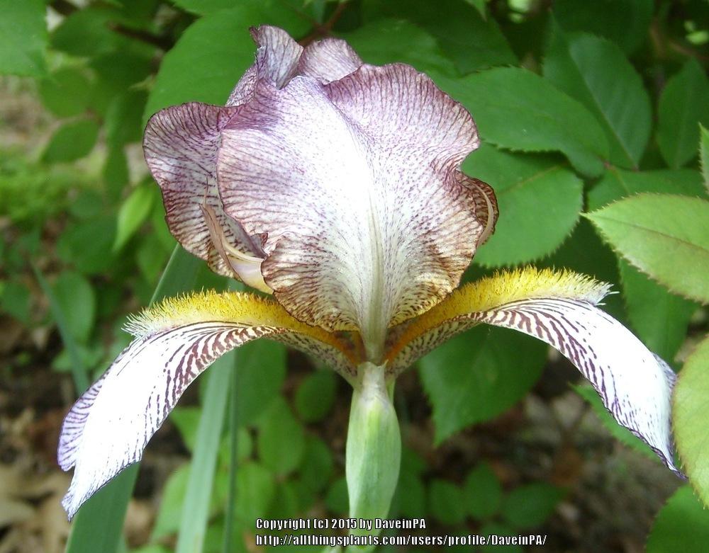Photo of Tall Bearded Iris (Iris 'Mme. Louesse') uploaded by DaveinPA