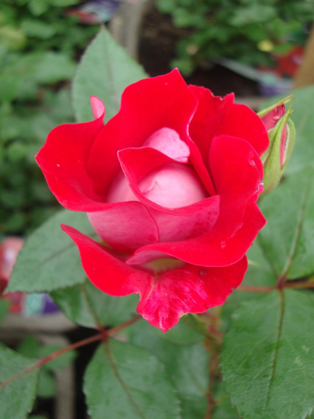 Photo of Rose (Rosa 'Take It Easy') uploaded by Paul2032