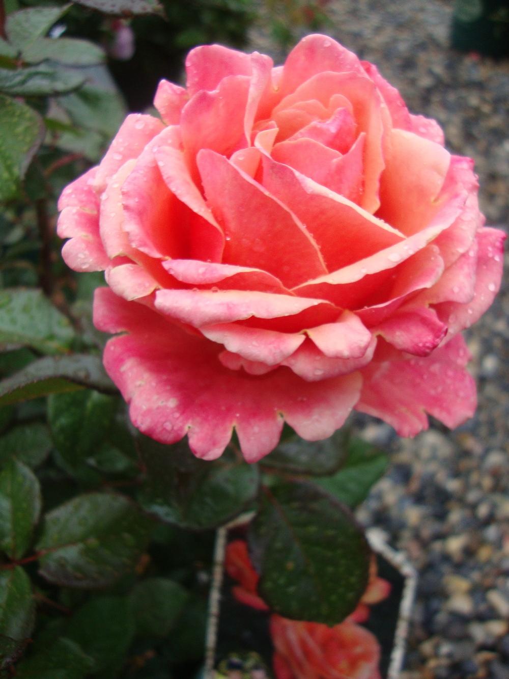 Photo of Rose (Rosa 'Anna's Promise') uploaded by Paul2032