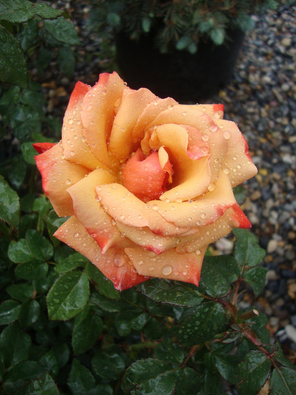 Photo of Rose (Rosa 'Remember Me') uploaded by Paul2032