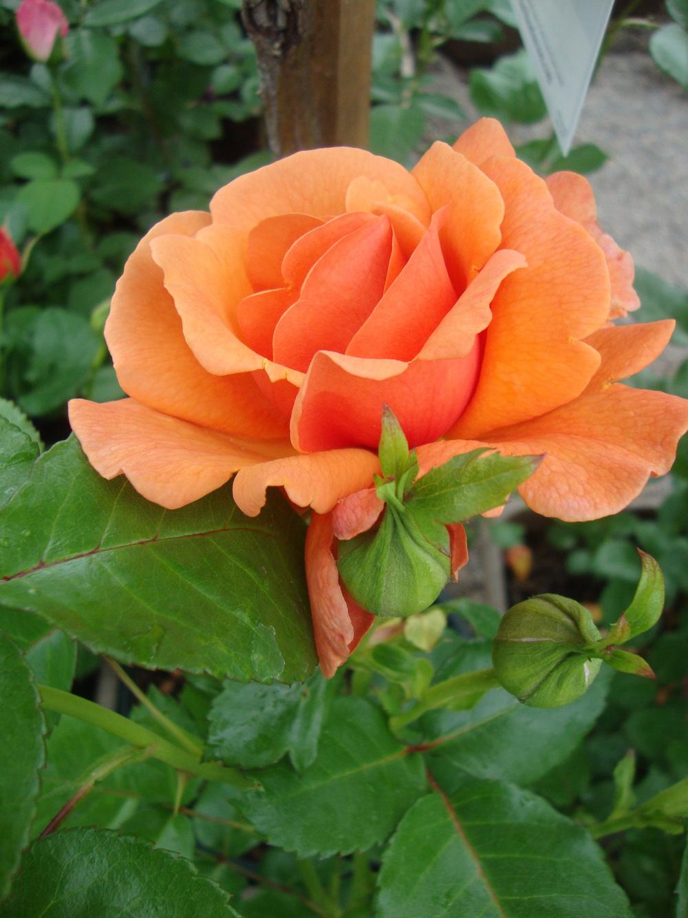 Photo of Rose (Rosa 'Easy Does It') uploaded by Paul2032