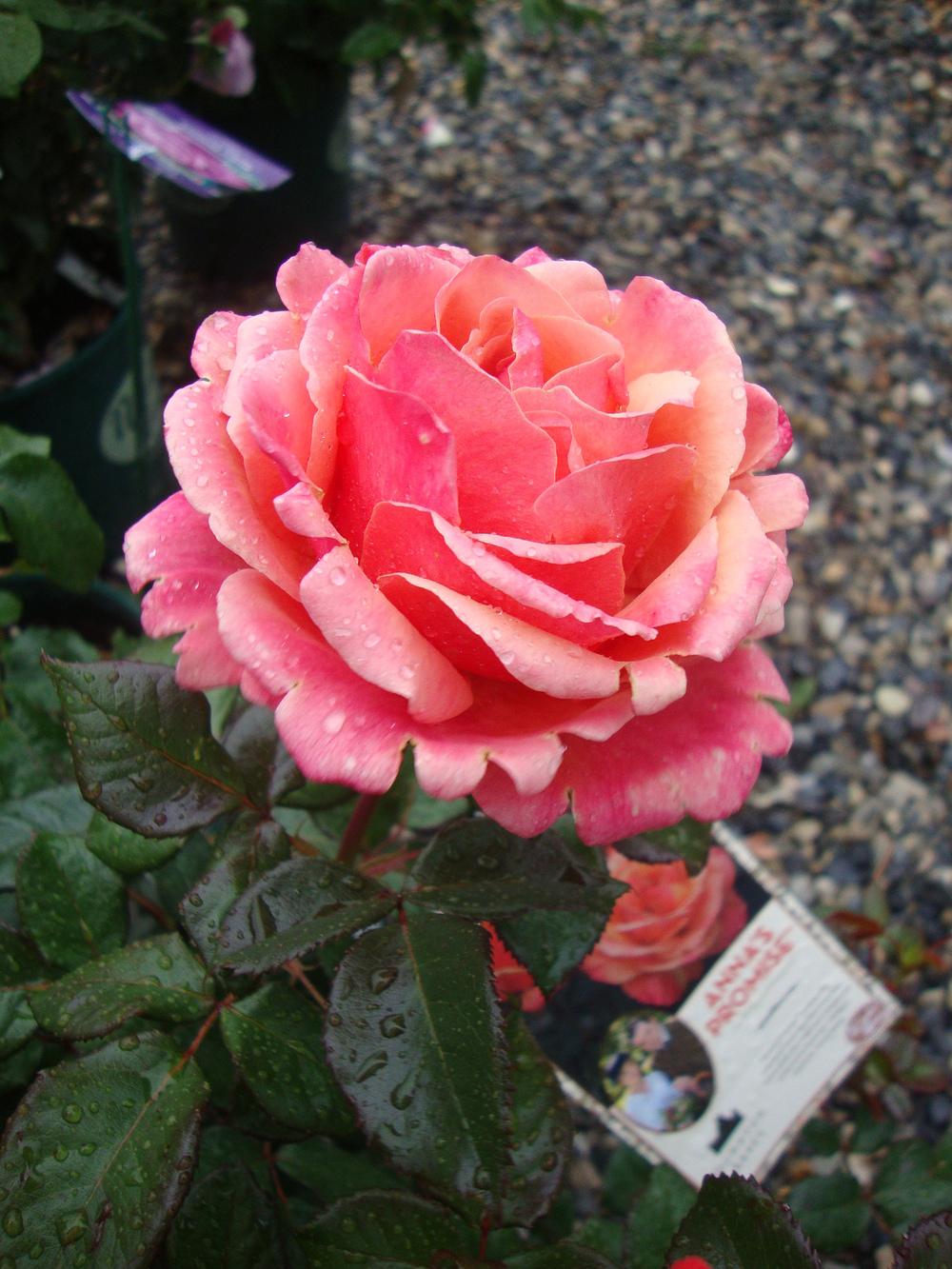 Photo of Rose (Rosa 'Anna's Promise') uploaded by Paul2032
