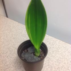 
This is an unknown cultivar, a pup that was recently removed from