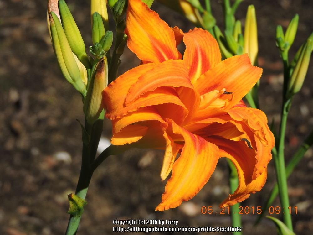 Photo of Daylily (Hemerocallis 'Flore Pleno') uploaded by Seedfork