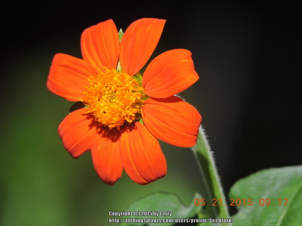 Photo of Mexican Sunflower (Tithonia rotundifolia) uploaded by Seedfork