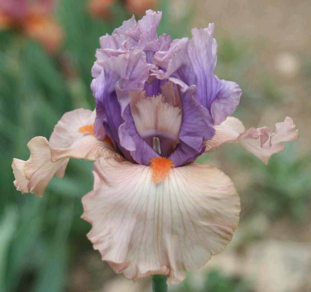 Photo of Tall Bearded Iris (Iris 'La Scala') uploaded by Snork