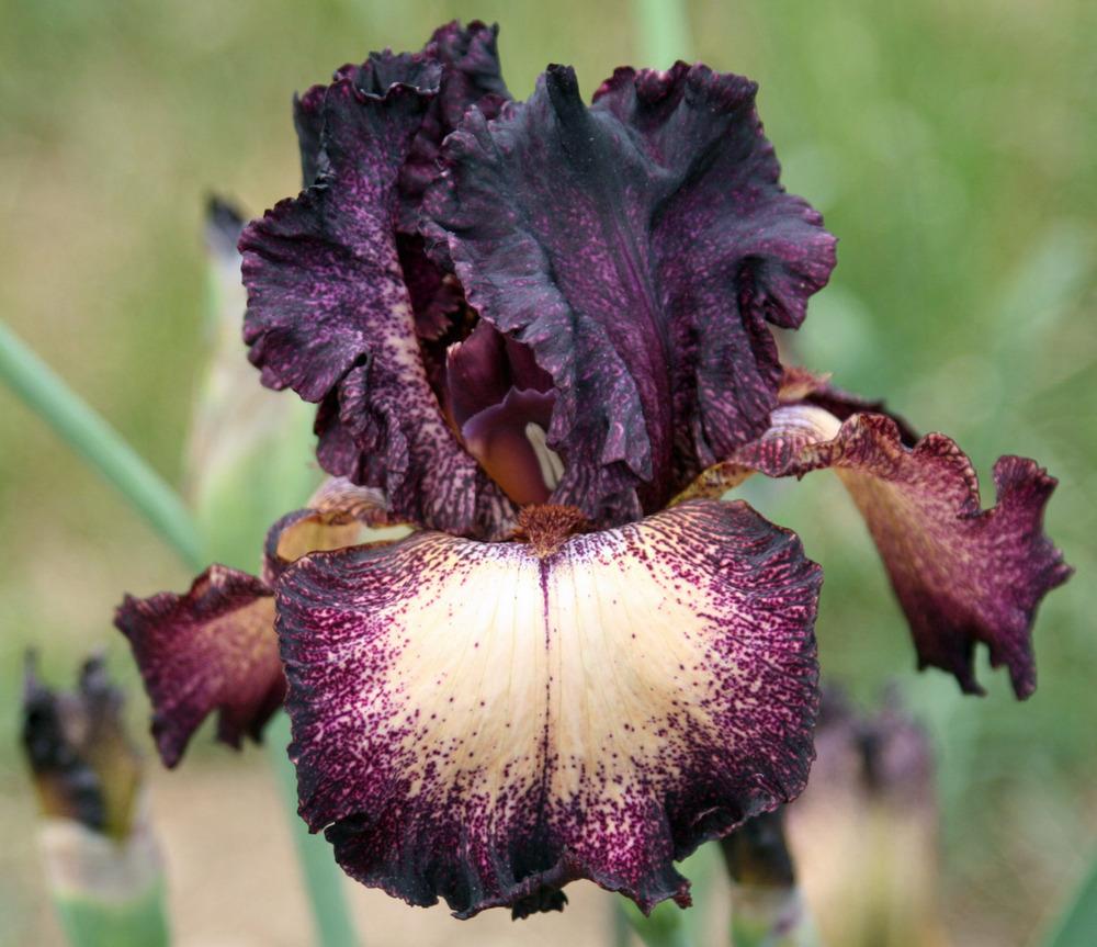 Photo of Tall Bearded Iris (Iris 'Epicenter') uploaded by Snork