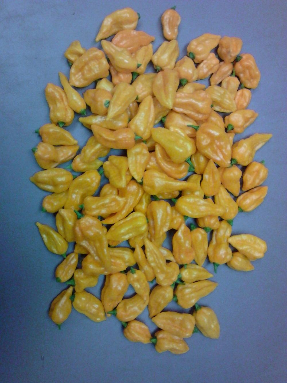Photo of Hot Pepper (Capsicum sinense 'Fatalii') uploaded by cycadjungle