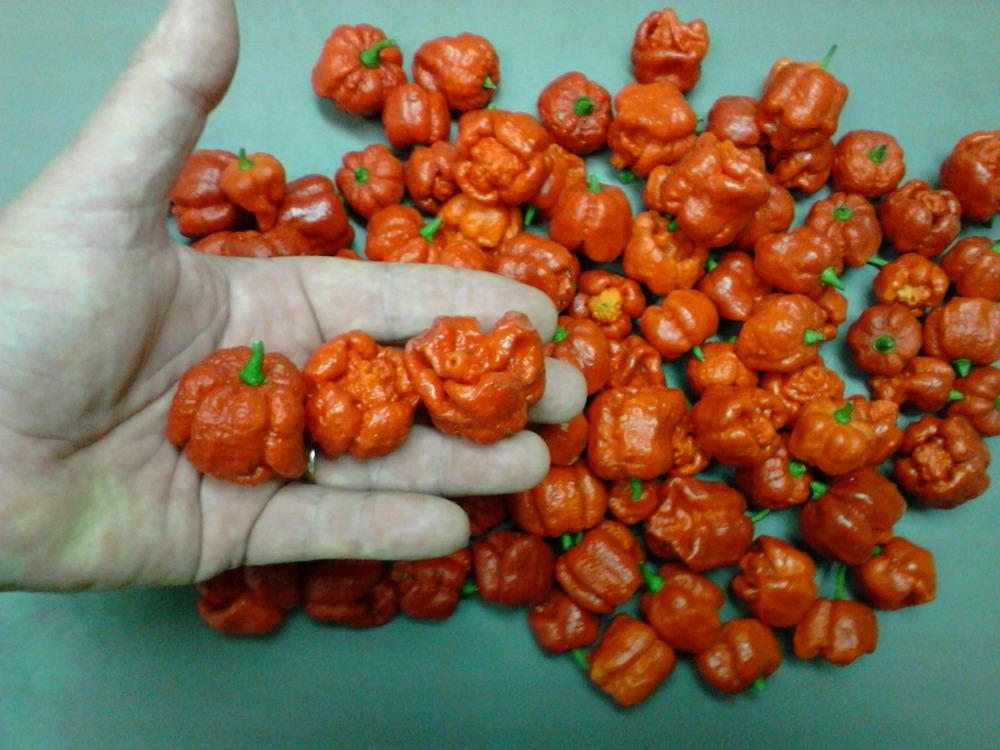 Photo of Hot Chili Pepper (Capsicum chinense 'Trinidad Moruga Scorpion') uploaded by cycadjungle