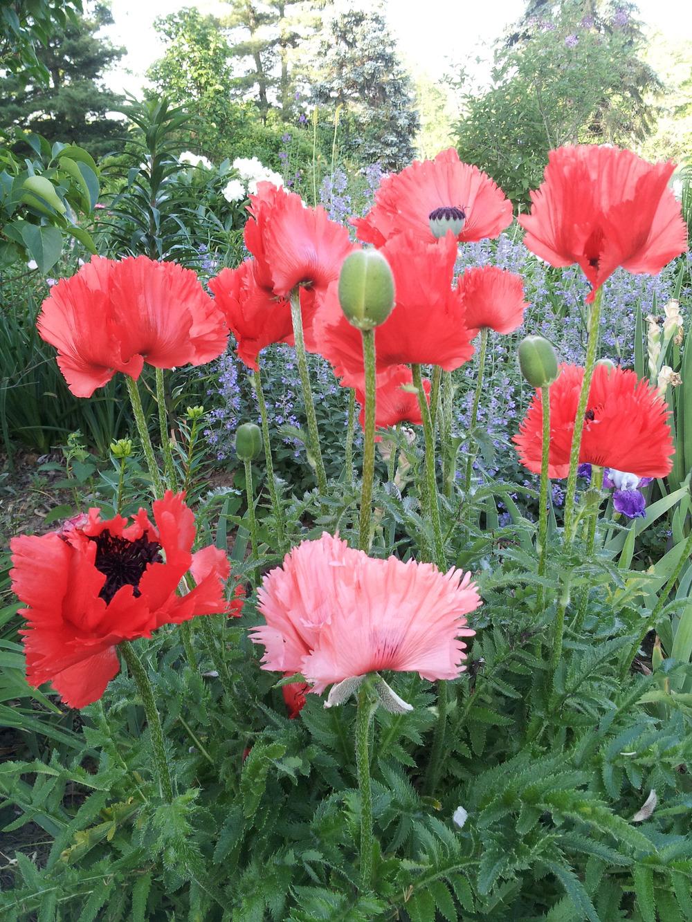 Photo of Poppies (Papaver) uploaded by gemini_sage
